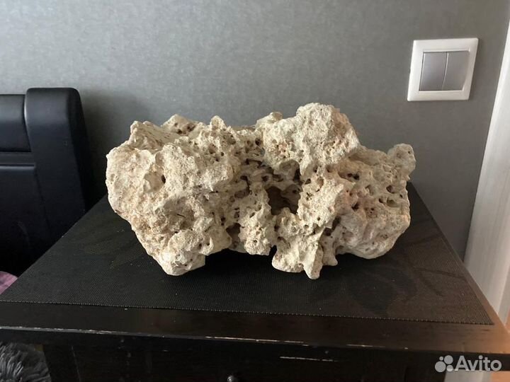 Теодоксусы, растения для аквариума