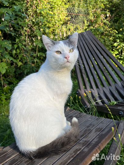 Котик ищет дом