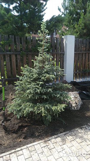 Голубая ель