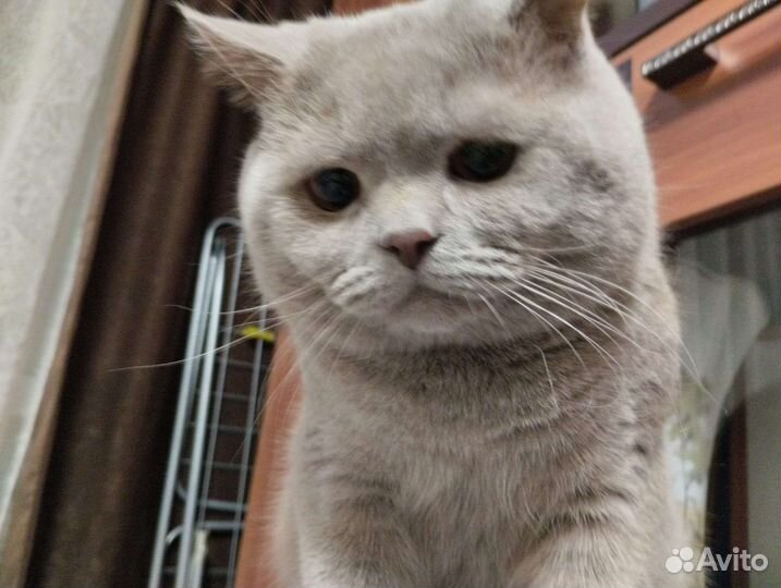 Британская