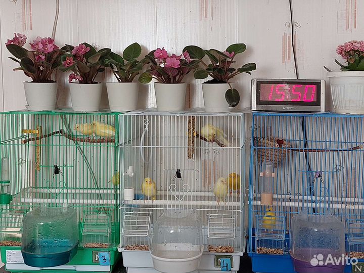 Птицы канарейки