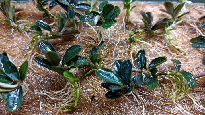 Буцефаландра Kedagang mini round