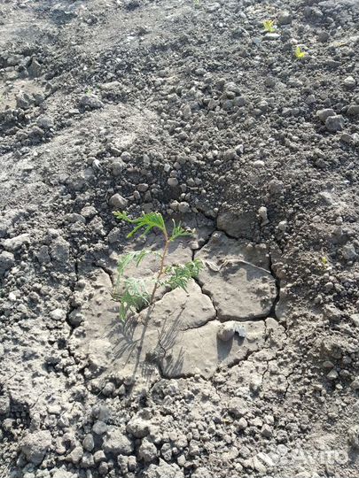 Многолетники