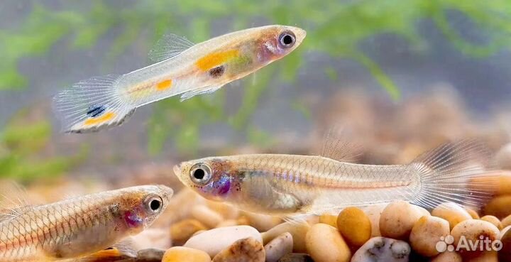 Аквариумные рыбки гуппи