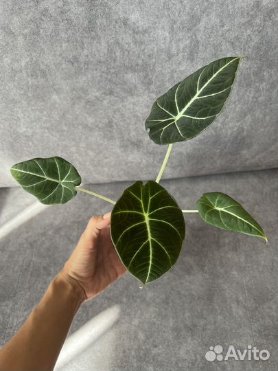 Алоказия black velvet