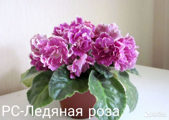 Продам детки сортовых фиалок