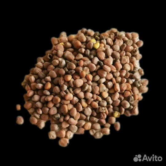 Семена микрозелени оптом и в розницу