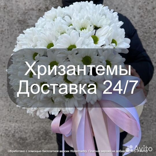 Цветы Хризантемы Купить Москва мо