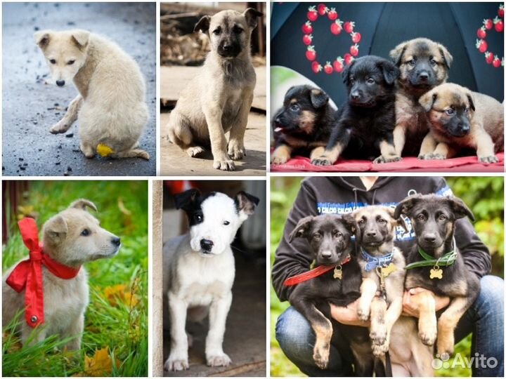 Щенок в добрые руки, собака в дар, отдам бесплатно