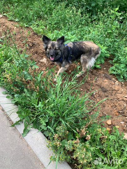 Собачка Аделька в добрые руки