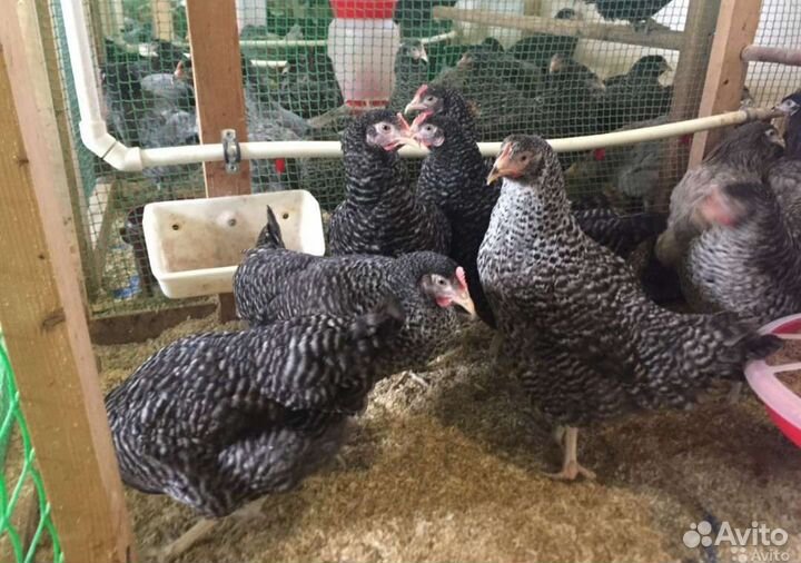 Бройлер, Утки, Гуси, муларды, куры