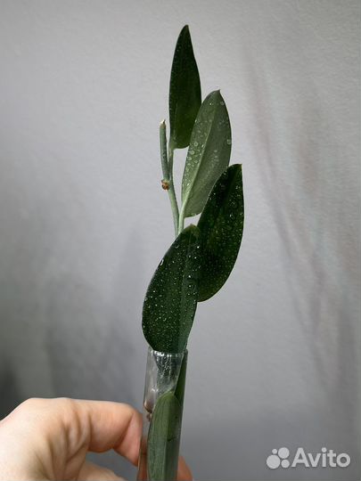 Сциндапсус, филодендрон, монстера альба