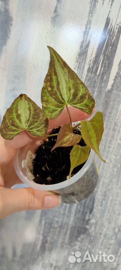 Диоскорея дисколор, Фуксия, Пилея Кадье