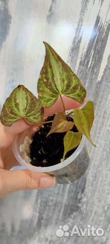 Диоскорея дисколор, Фуксия, Пилея Кадье