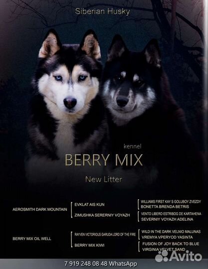 Щенки сибирской хаски