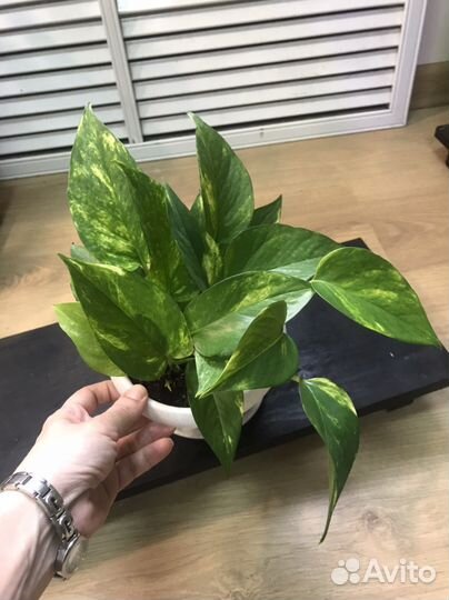 Эпипремнум