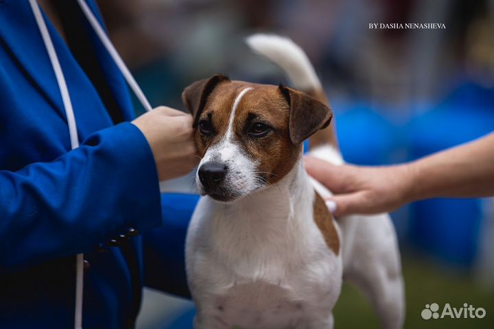 Джек рассел терьер. Вязка