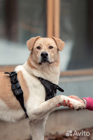 Собака в добрые руки