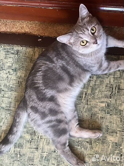 Шотландская кошка