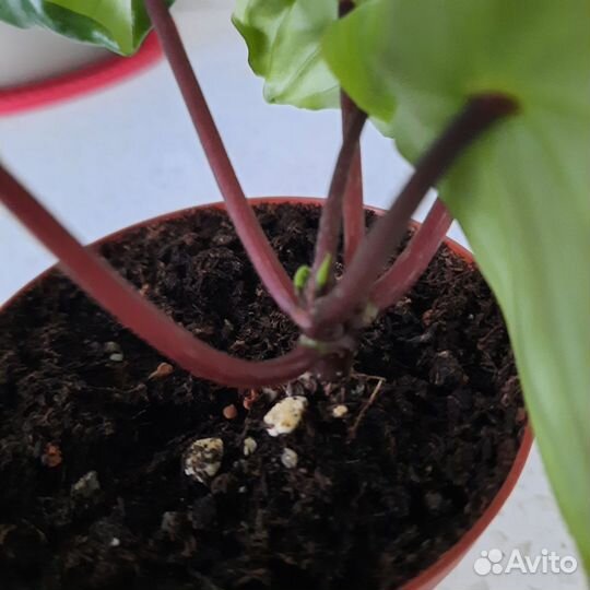 Пеперомия арбузная