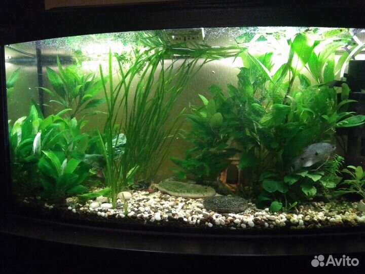 Аквариумные растения
