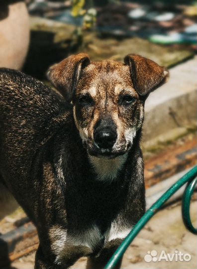 Отдам собаку в добрые руки