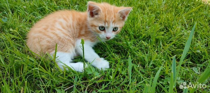 Котята от крысоловки, очень умная мама-кошка