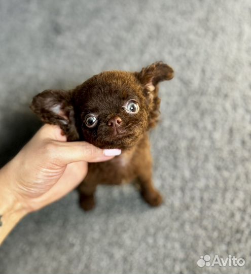 Малыши мини и супер мини