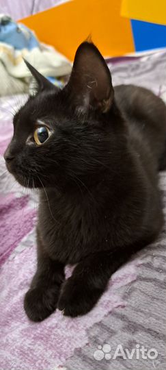 Кошка в дар