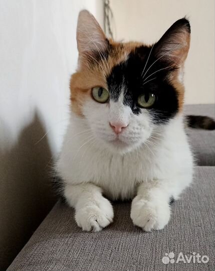 Трехцветная кошечка