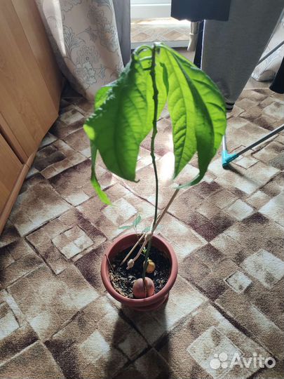 Авокадо растение