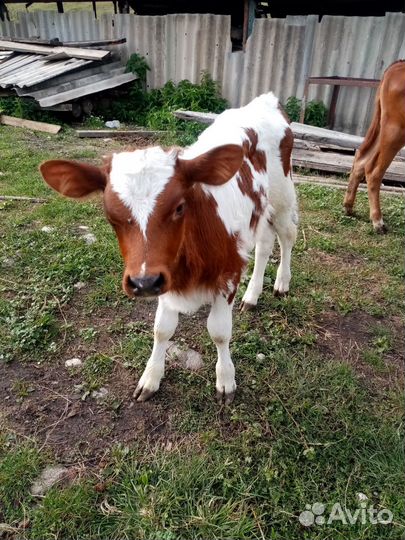 Телята бычки, телки