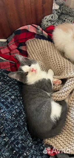 Котенок мальчик 2 месяца