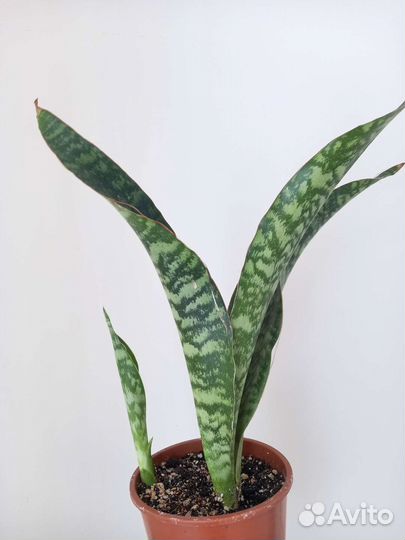 Sansevieria Aubrytiana Dragon,комнатные растения