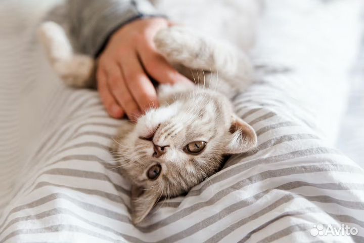 Передержка кошек, маленьких собак и грызунов