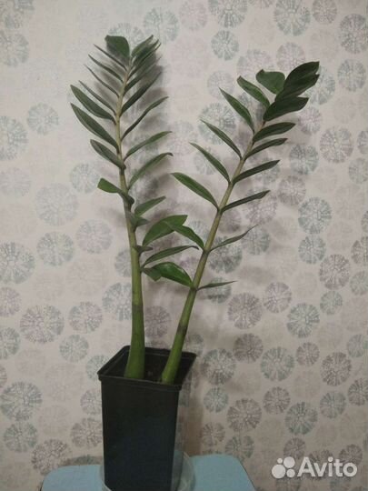 Замиокулькас