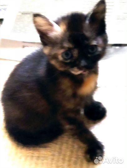 Отдам в добрые руки