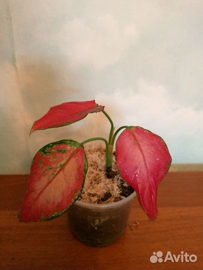 Комнатные цветы