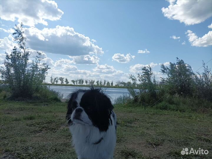 Японский хин