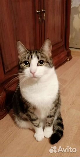 Кошка в добрые руки