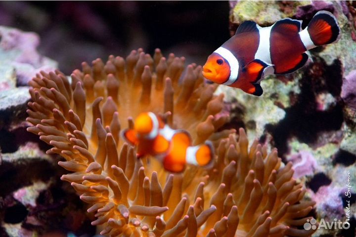 Морские рыбки