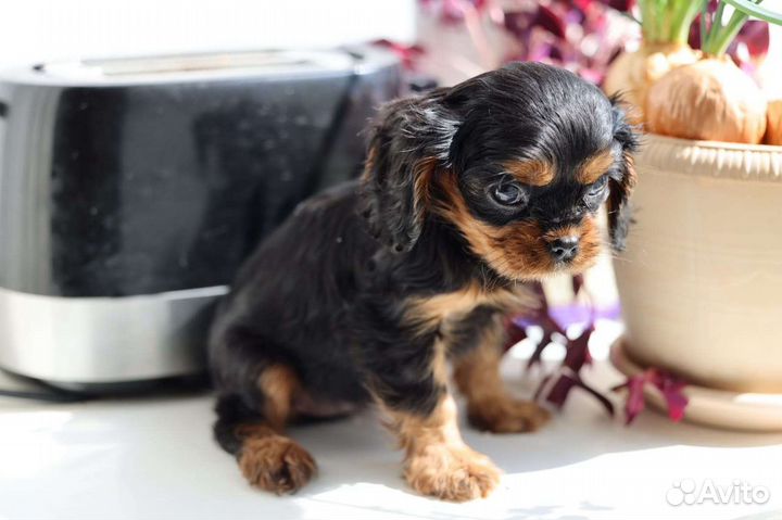 Кавалерушка ккчс и не только