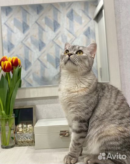 Кошечка в добрые руки