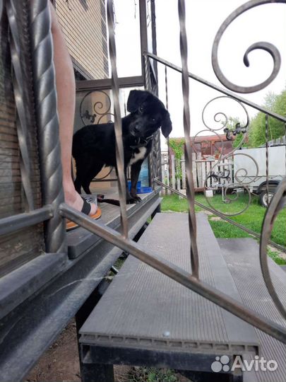 Собачка в добрые руки