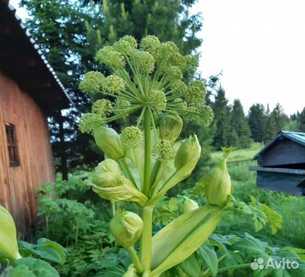 Экслюзивный дорогой мёд - дягелевый