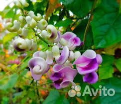 Вигна каракала лиана