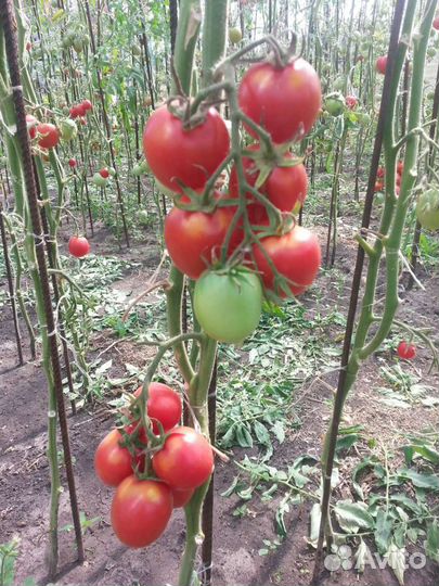 Рассада томатов,свежие огурцы, перец,баклажан