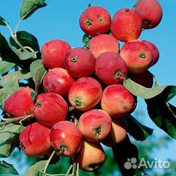 Яблоня Китайка колоновидная