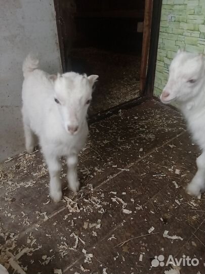 Продам козлят Ламанчи