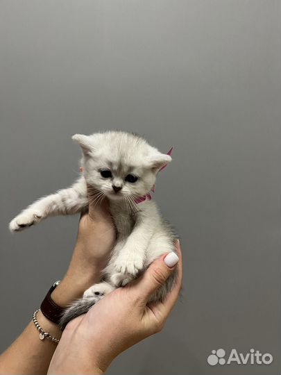 Котята серебристая шиншилла